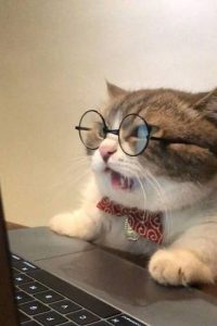 gato viendo ordenador